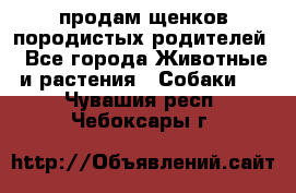 продам щенков породистых родителей - Все города Животные и растения » Собаки   . Чувашия респ.,Чебоксары г.